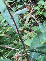 Salix × multinervis