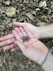 Anaxyrus boreas halophilus