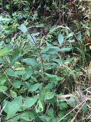 Salix × multinervis