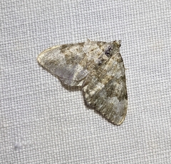 Coenotephria ablutaria