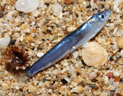 Spratelloides delicatulus