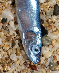 Spratelloides delicatulus