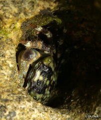 Pachygrapsus plicatus