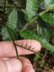 Oplismenus compositus