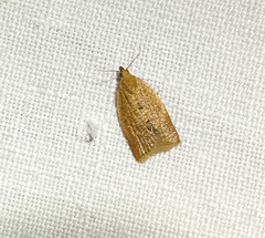 Clepsis consimilana