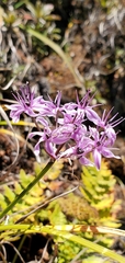 Allium wallichii