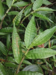 Oplismenus compositus