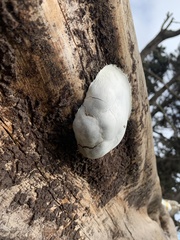 Reticularia