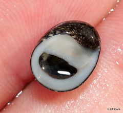 Neripteron neglectum