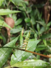 Oplismenus compositus