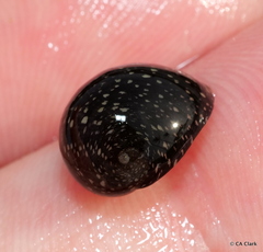 Neripteron neglectum