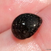 Hawaiian Spotted Nerite - Photo (c) sea-kangaroo, some rights reserved (CC BY-NC-ND), uploaded by sea-kangaroo