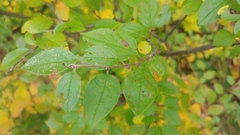 Cotoneaster lucidus