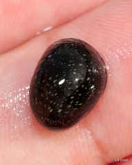 Neripteron neglectum