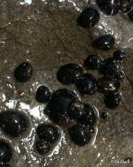 Neripteron neglectum