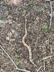 Agkistrodon laticinctus