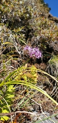Allium wallichii