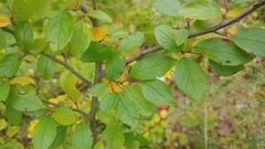 Cotoneaster lucidus