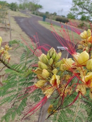 Erythrostemon gilliesii