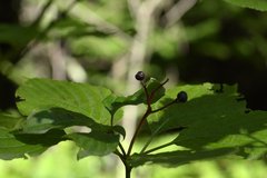 Cornus alternifolia