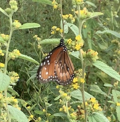 Danaus eresimus