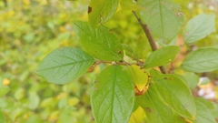 Cotoneaster lucidus