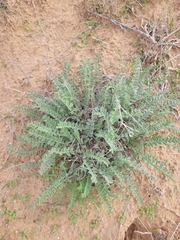 Astragalus longipetalus