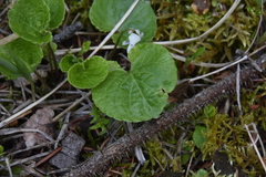 Viola renifolia