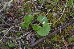Viola renifolia
