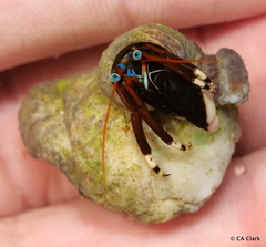 Calcinus laevimanus