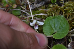 Viola renifolia