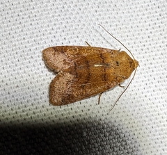 Agrochola pistacinoides