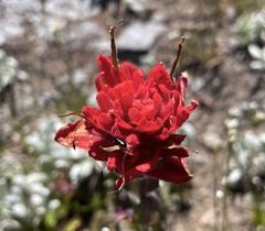 Castilleja elmeri