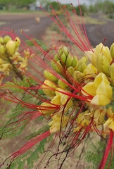 Erythrostemon gilliesii