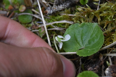 Viola renifolia
