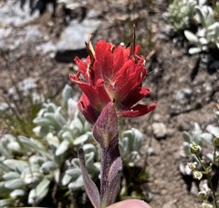 Castilleja elmeri