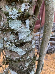 Heterodermia albicans