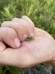 Hyla femoralis