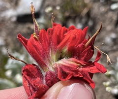 Castilleja elmeri