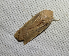 Noctua fimbriata