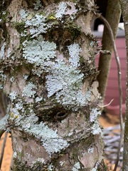 Heterodermia albicans