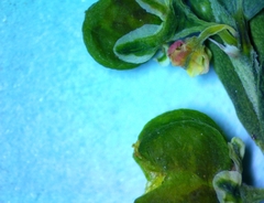 Phyllanthus abnormis