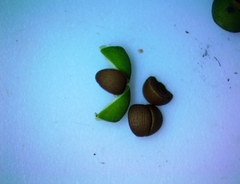 Phyllanthus abnormis