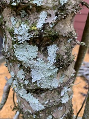 Heterodermia albicans