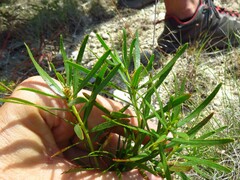Stillingia texana