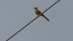 Emberiza