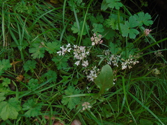 Carum carvi