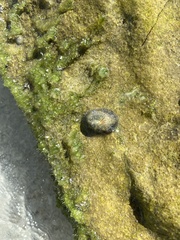 Siphonaria naufragum