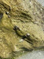 Siphonaria naufragum