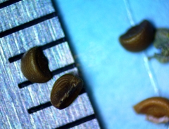 Phyllanthus abnormis